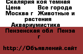 Скалярия коя темная › Цена ­ 50 - Все города, Москва г. Животные и растения » Аквариумистика   . Пензенская обл.,Пенза г.